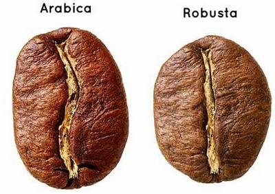 Кава в зернах: арабіка і робуста